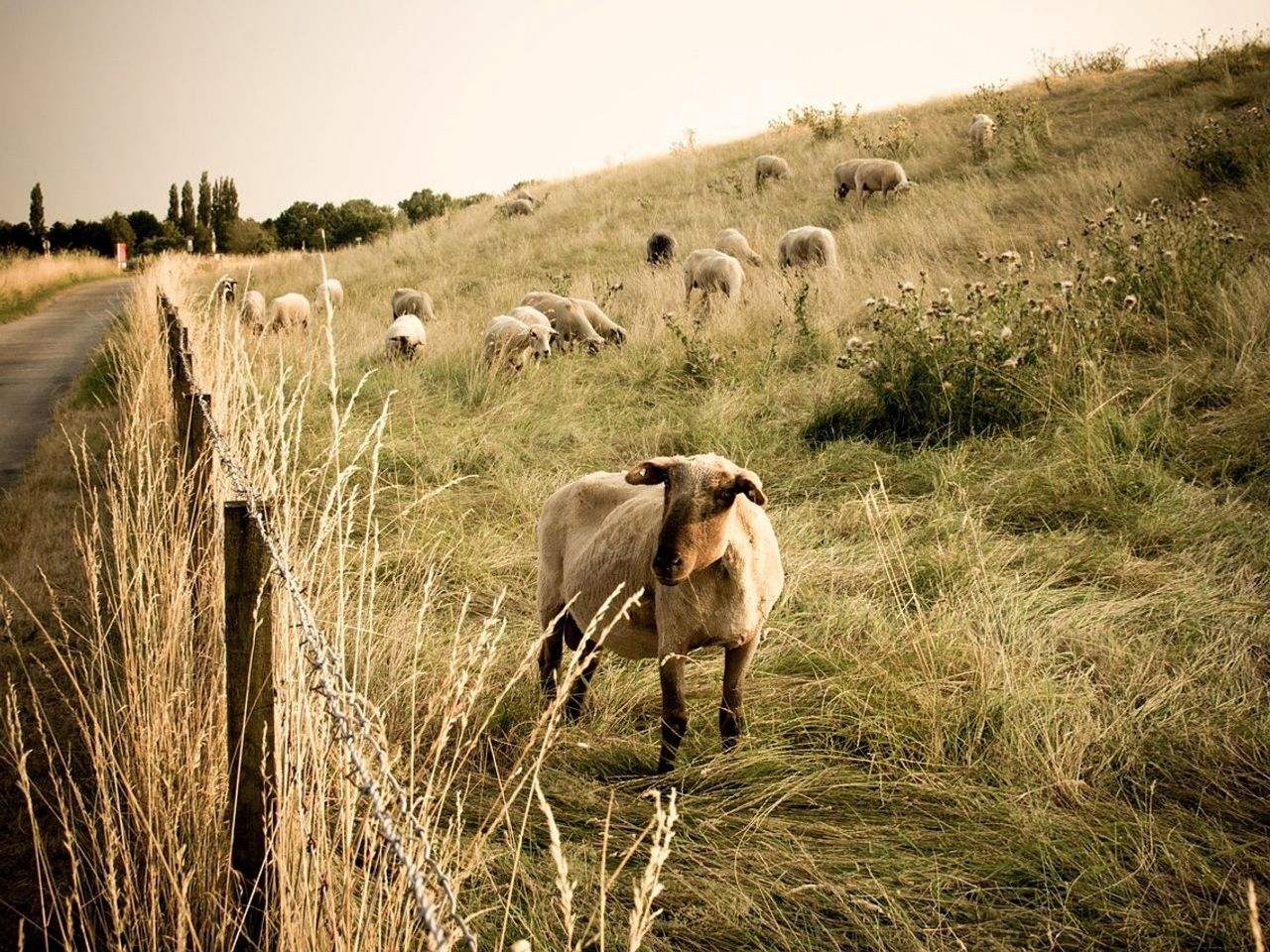 Photography Locations Near Rolling Pastures