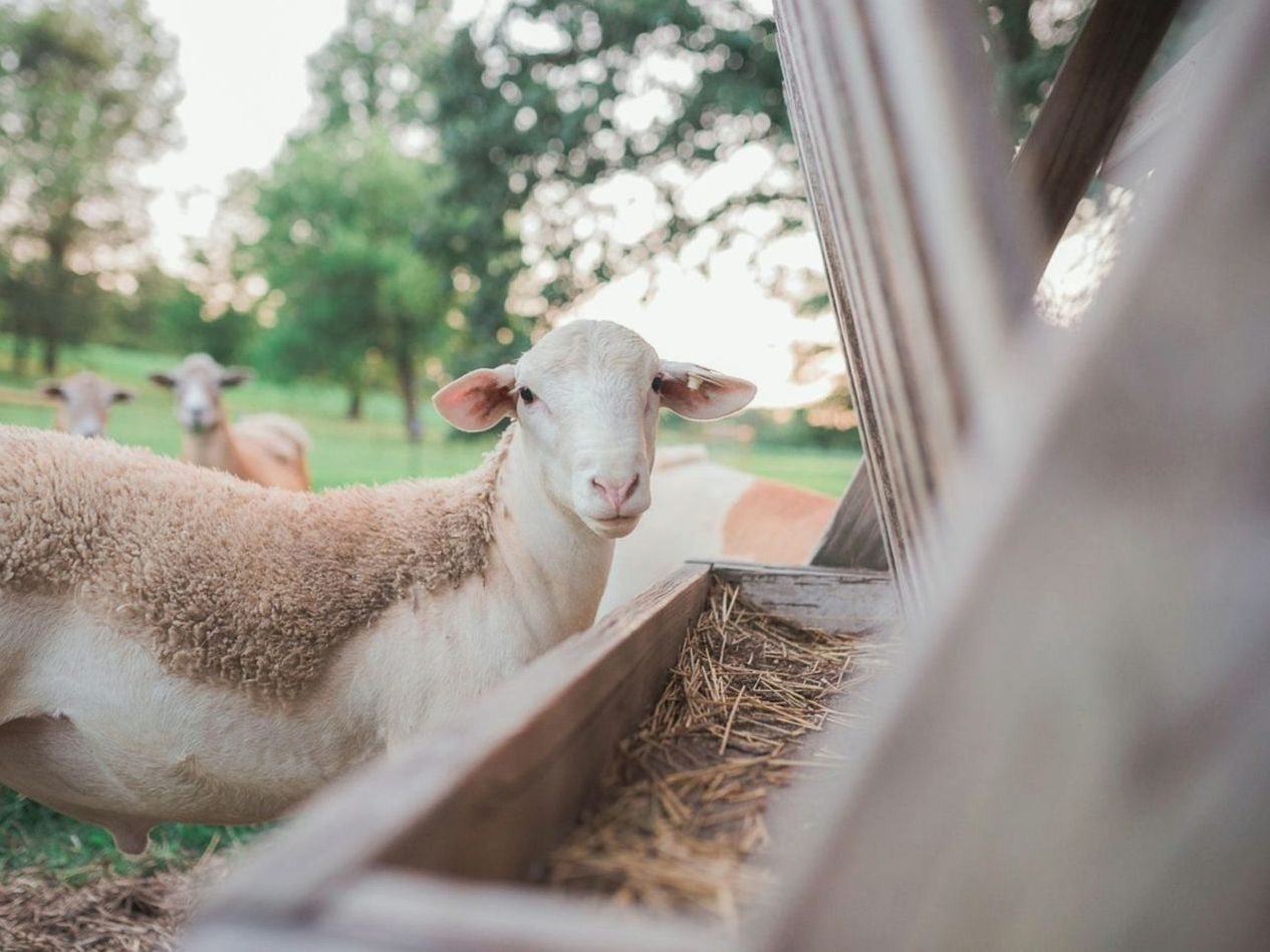 Overnight Farm Stays